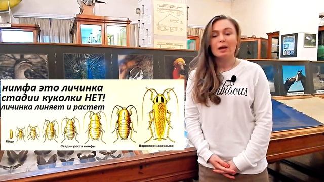 Насекомые с полным и неполным превращением Урок биологии №67 смотреть онлайн