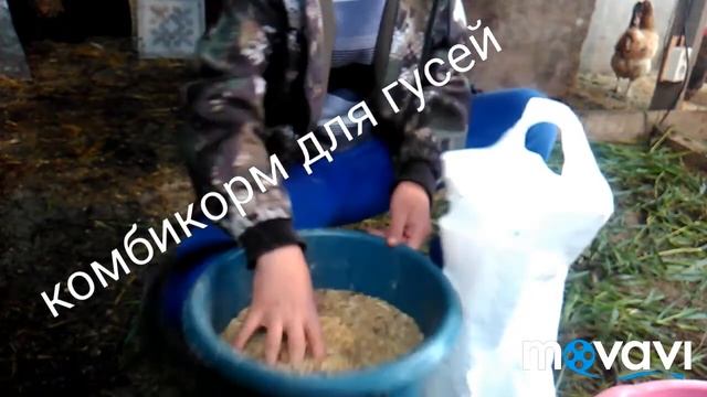 Комбикорм для ГУСЕЙ (Своими руками) смотреть онлайн