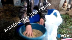 Комбикорм для ГУСЕЙ (Своими руками)