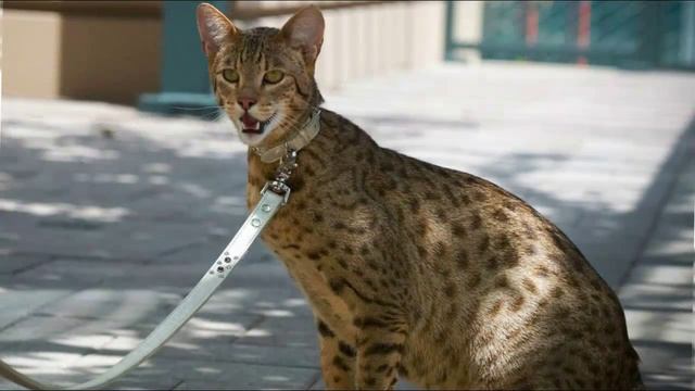 Саванна Кошка, Породы кошек, описание смотреть онлайн