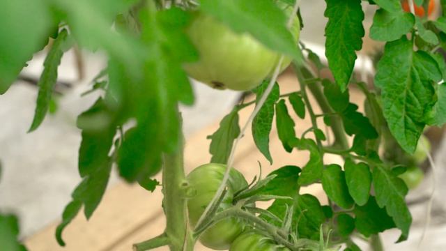 Арбуз и дыня уже растут. Особенности ухода. ВЫПУСК #12 смотреть онлайн