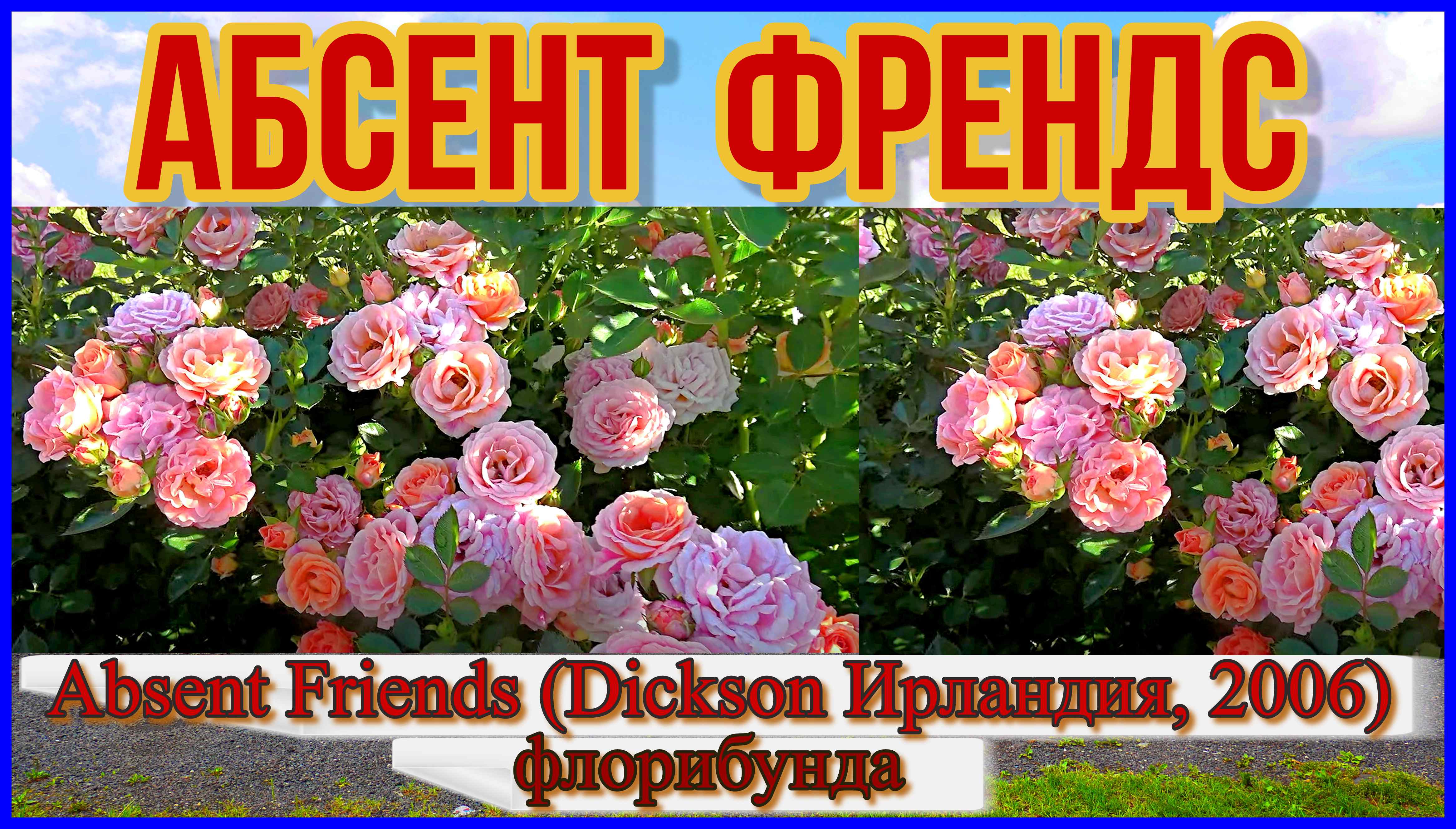 Роза Абсент Френдс (Флорибунда) - Absent Friends (Dickson Ирландия, 2006)