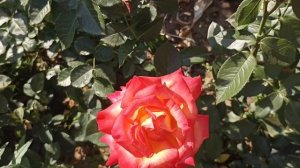 437.#Цветут ч/г роза Баркарола и еë соседи Вестерленд, Тризор2000, Эльф и Аллегрия?