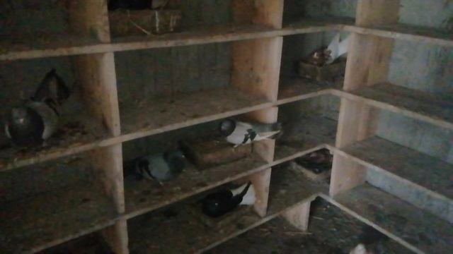 1.ч. Голуби. В. Гостях. У. Александра. Д. 1.03.2022.г. Сальск. Ростовская обл. ????️ смотреть онлайн