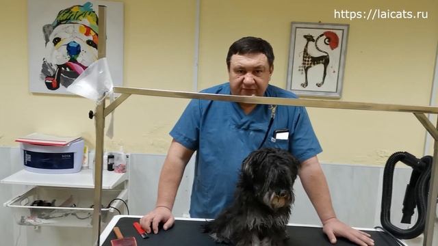 Экспресс линька собак и кошек. Это нужно знать каждому.