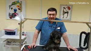 Экспресс линька собак и кошек. Это нужно знать каждому.