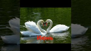 Кто ты из животных по месяцам