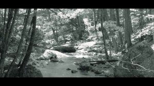 Страшная история на ночь | СЛУЧАЙ НА ЛОСИНОЙ РОЩЕ | Черный Рик