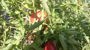 Крымские помидоры