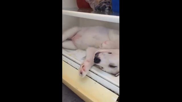 Смешные и забавные зверюшки 😺🐶лучшие друзья 😺🐶 забавные зверюшки 2021😺🐶 Funny animals #3
