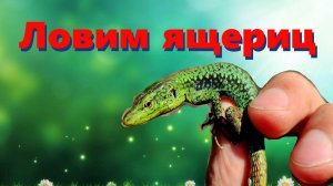 🦎 Ловим ящериц на юге в горах ⧸ зелёная ящерица 🦎