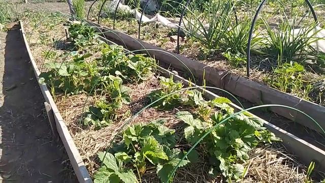 Хотите много клубники? Простые пункты работы!!! // Секреты хороших урожаев. смотреть онлайн