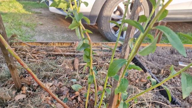 1000003886.mp4Обрезка другого 5-летнего куста голубики,каждый куст это своя история. смотреть онлайн