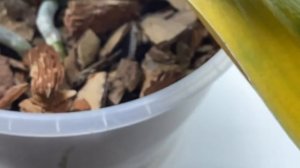 КРАСНЫЙ КЛЕЩ на орхидее. ПЕРВЫЙ ПРИЗНАК КРАСНОГО КЛЕЩА НА ОРХИДЕЯХ.препараты/обработка. ? ? ?