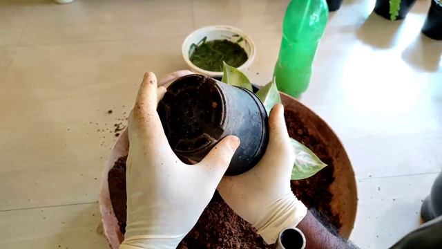 Aglaonema plant care | Indoor plant care malayalam