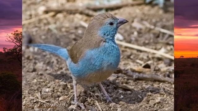 Кто такие Ангольские Астрильды смотреть онлайн