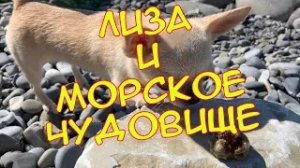 Чихуахуа. Лиза и морское чудовище.