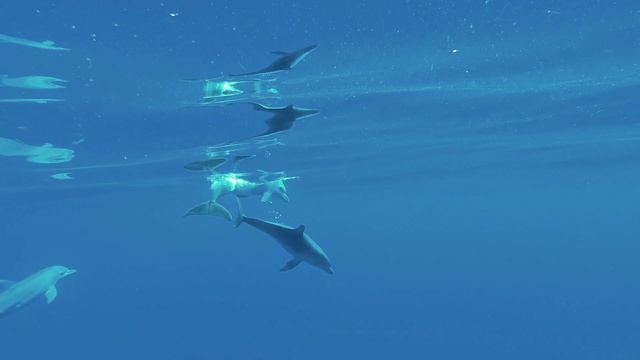 Звуки дельфинов, как прививка от стресса. Исцеление звуками дельфинов частотой 888Гц.