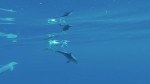 Звуки дельфинов, как прививка от стресса. Исцеление звуками дельфинов частотой 888Гц.