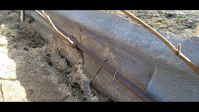 Весенняя обрезка винограда Виноград в Сибири