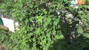 Обзор сорта ежевики с шипами