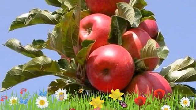 Яблоня колоновидная Стрела ? Обзор: посадка и уход. саженцы, крупномеры: описание и особенности смотреть онлайн