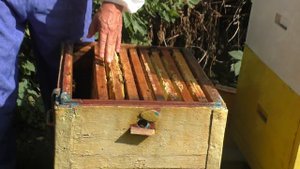 Предварительное ФОРМИРОВАНИЕ ГНЕЗДА у пчел.  Окончание медосбора