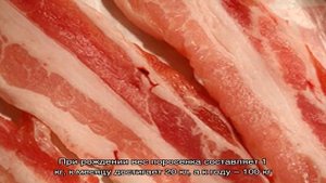 Йоркширская порода свиней – источник нежного мяса