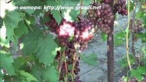 Сорт винограда: Сенатор