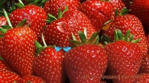 Земляника садовая Кент (fragaria ananassa kent) ? Кент обзор: как сажать, рассада земляники Кент