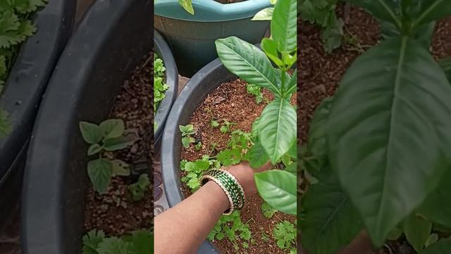 #coriander#madithottam #terracegarden #harvest #trendingvideo #viralvideo #gardeningtips