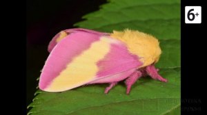 Удивительные соседи. Розовая кленовая моль