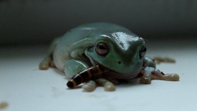 Шмякс(Австралийская квакша) ест зофобас смотреть онлайн