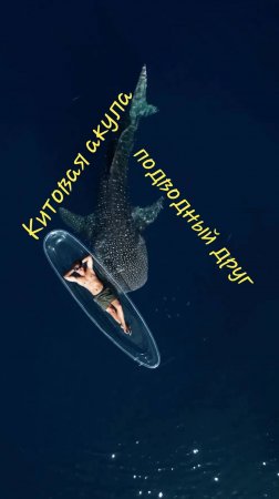 Китовая акула, подводный друг