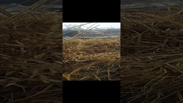 Работа кормораздатчика выгрузка