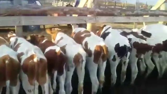 Бычки и Телки молодняк 44 Головы смотреть онлайн