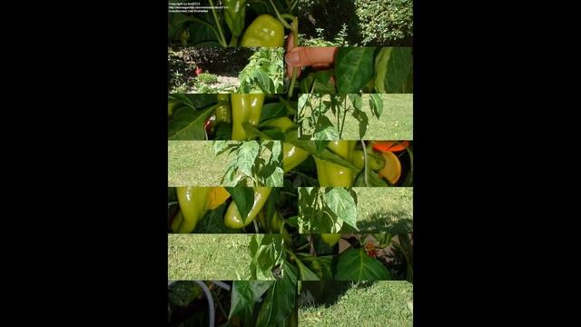 ПЕРЕЦ (CAPSICUM) сем. Пасленовые смотреть онлайн