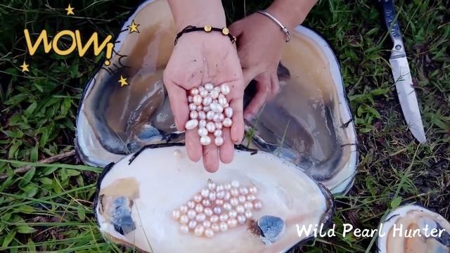 Pearl hunters remove pearls from giant freshwater pearl shells, perfect pink pearls