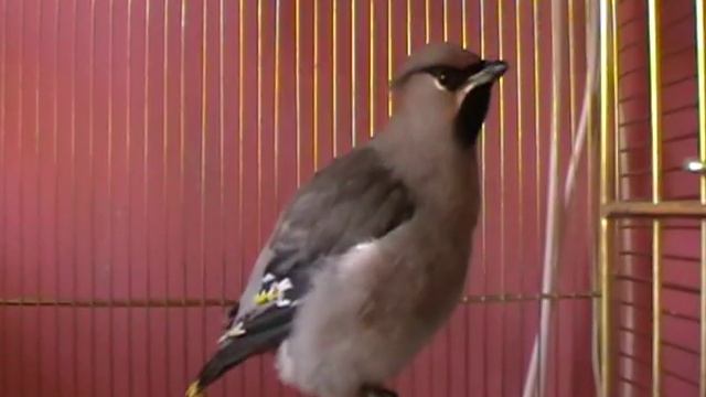 Мой свиристель смотреть онлайн