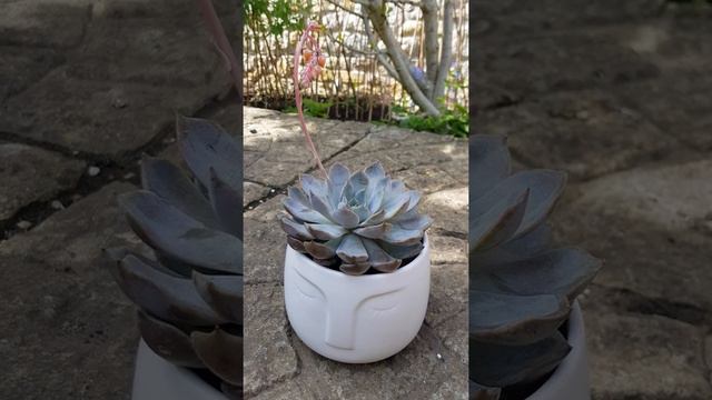 She's got flowers in her hair (Echeveria Pulidonis)