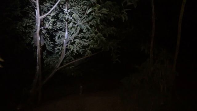 Ночная съёмка ловушки плодовых вредителей. смотреть онлайн