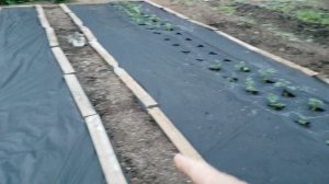 Посадил клубнику сорта Мальга и Фурор.