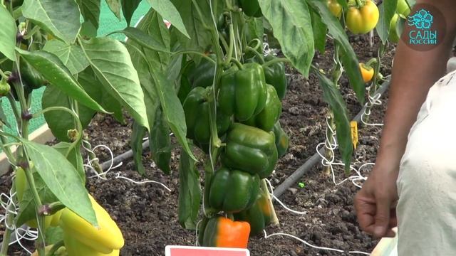 Сладкий перец Оранжевое чудо. Особо сладкий смотреть онлайн