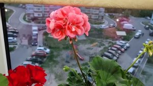Пеларгония(Герань) Уход в Июне