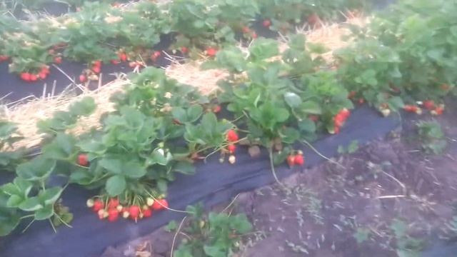 Клубника сорт Королева Елизавета 2 урожай 2017