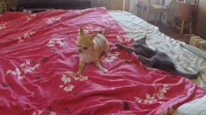 О дружбе собаки и кошки.