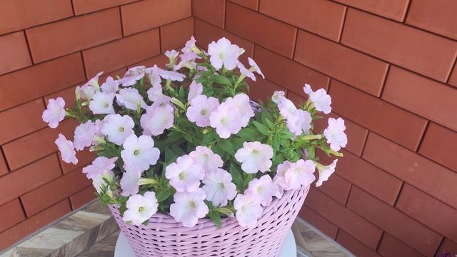 Шикарная петуния летом.