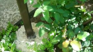 Штамбовые розы доступны всем. Уникальный способ!!!