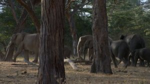 Disney-nature Dolphin Reef/Elephant