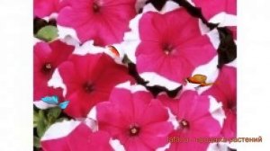 Петуния грандифлора Хулахуп Вельвет ? обзор: как сажать, семена петунии Хулахуп Вельвет